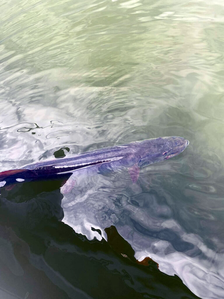 Releasing a Muskie Safely