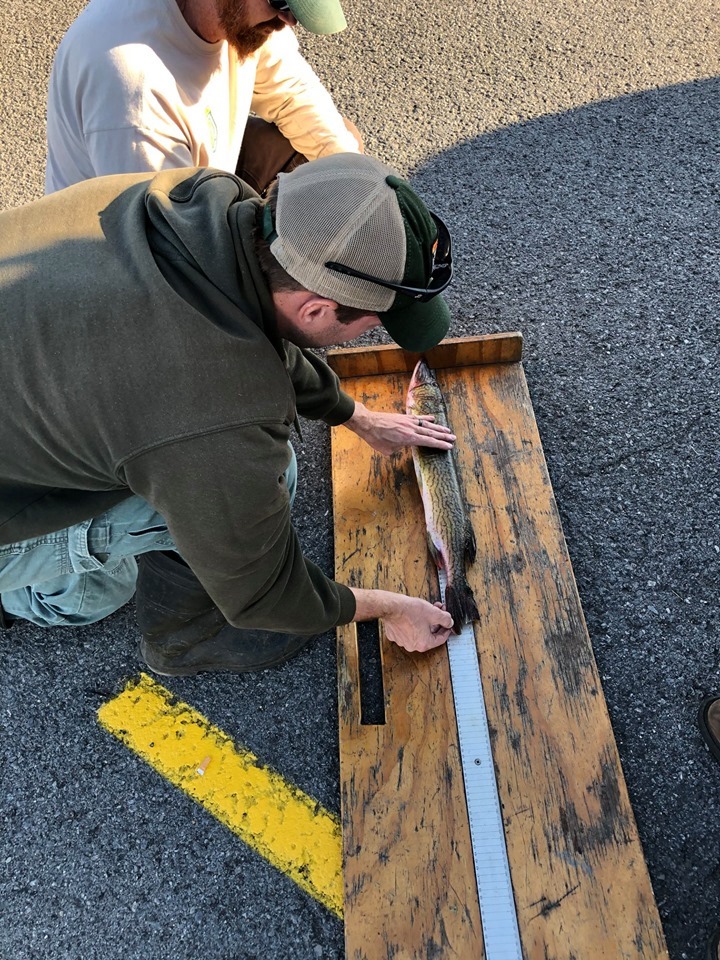 Measuring the West Virginia State Record Chain Pickerel