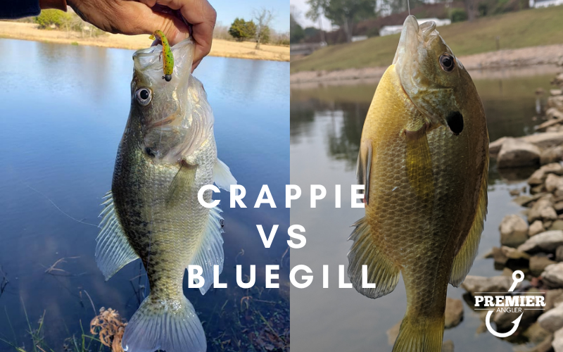 Differences Between Crappie vs Bluegill