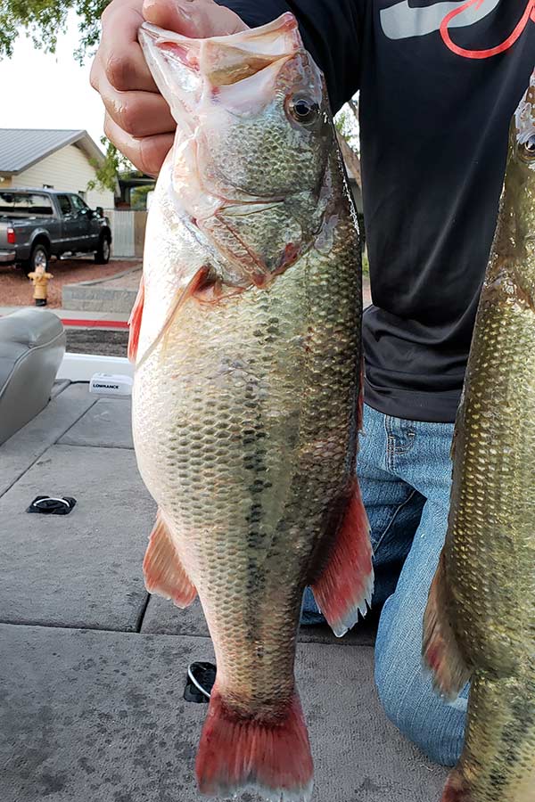 Utah Anglers Cheating at Bass Tournament