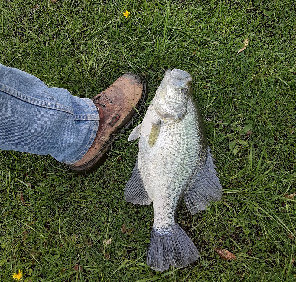 Whopper Indiana Crappie