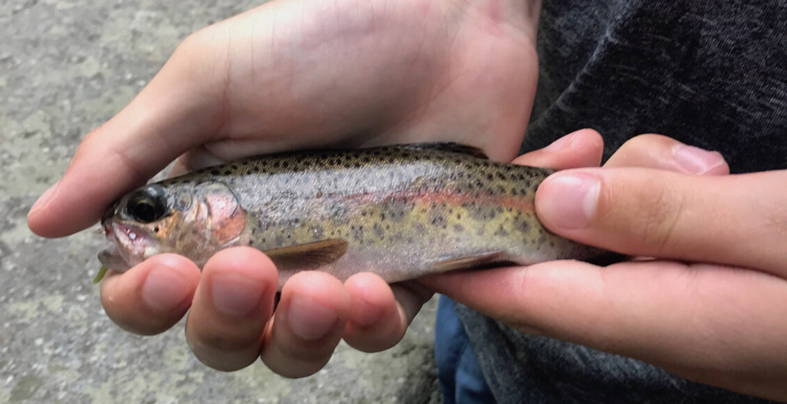 Rainbow Trout Stock in Knoxville Tennessee Streams and Rivers