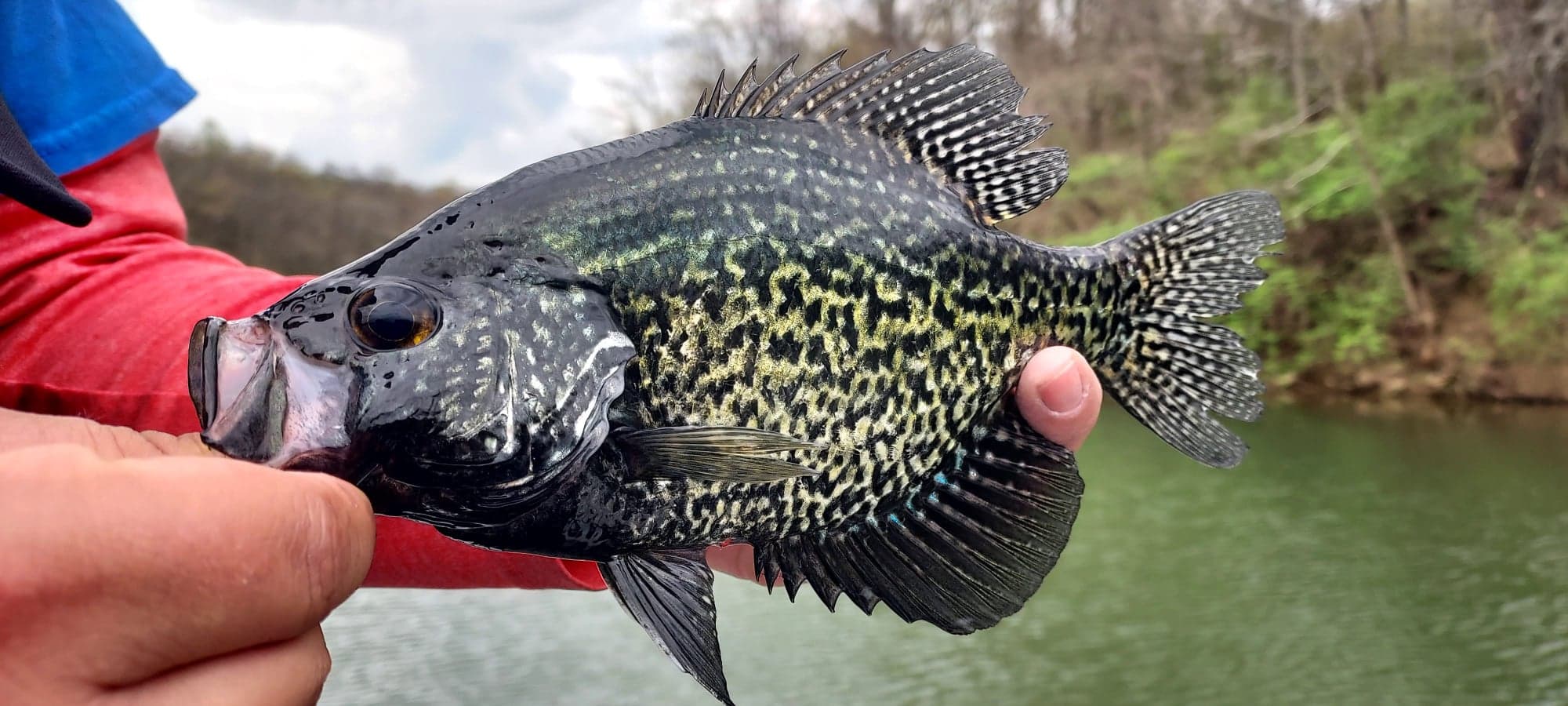 Complete Guide to Crappie