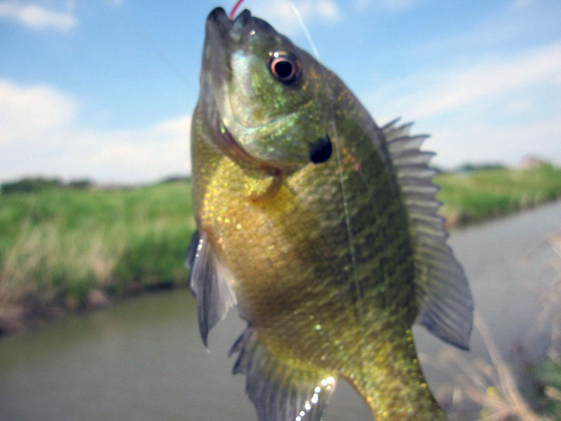 What is a Bluegill Fish