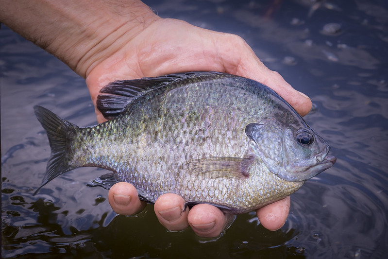 What is a Bluegill