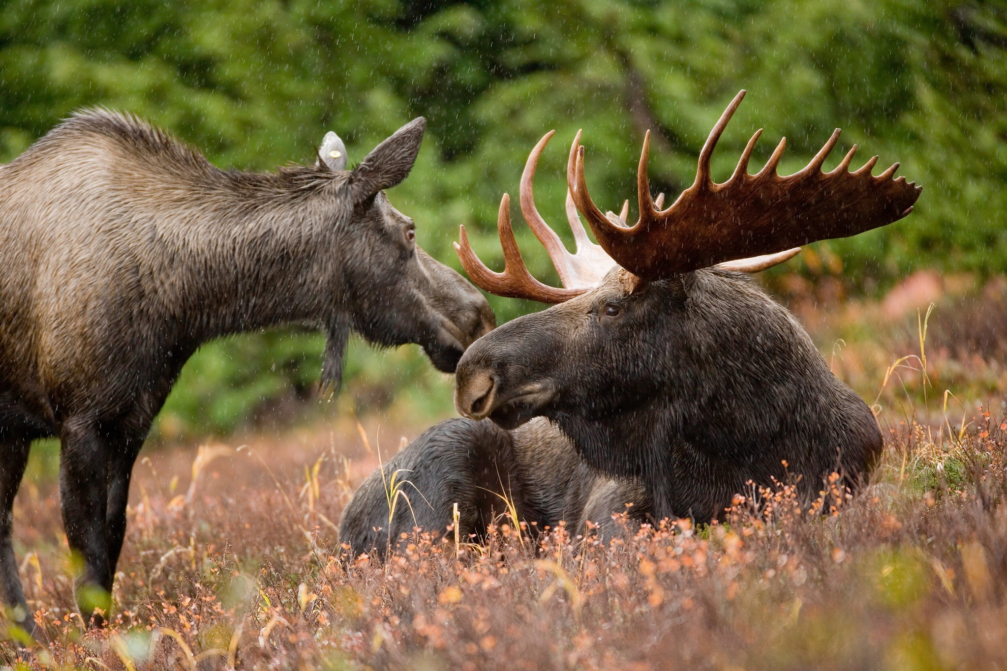 Pair of Moose