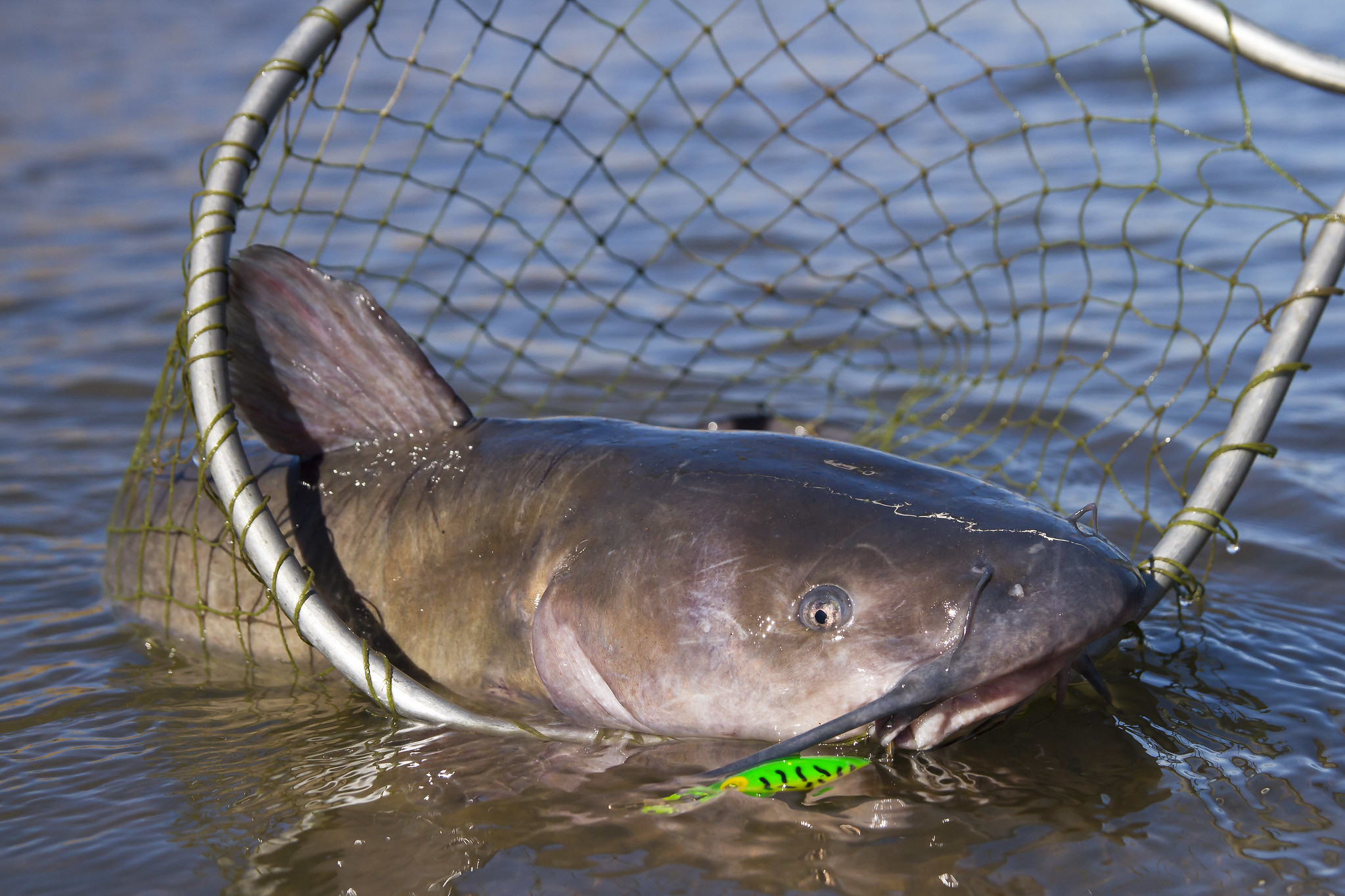 West Virginia Catfish Stocking