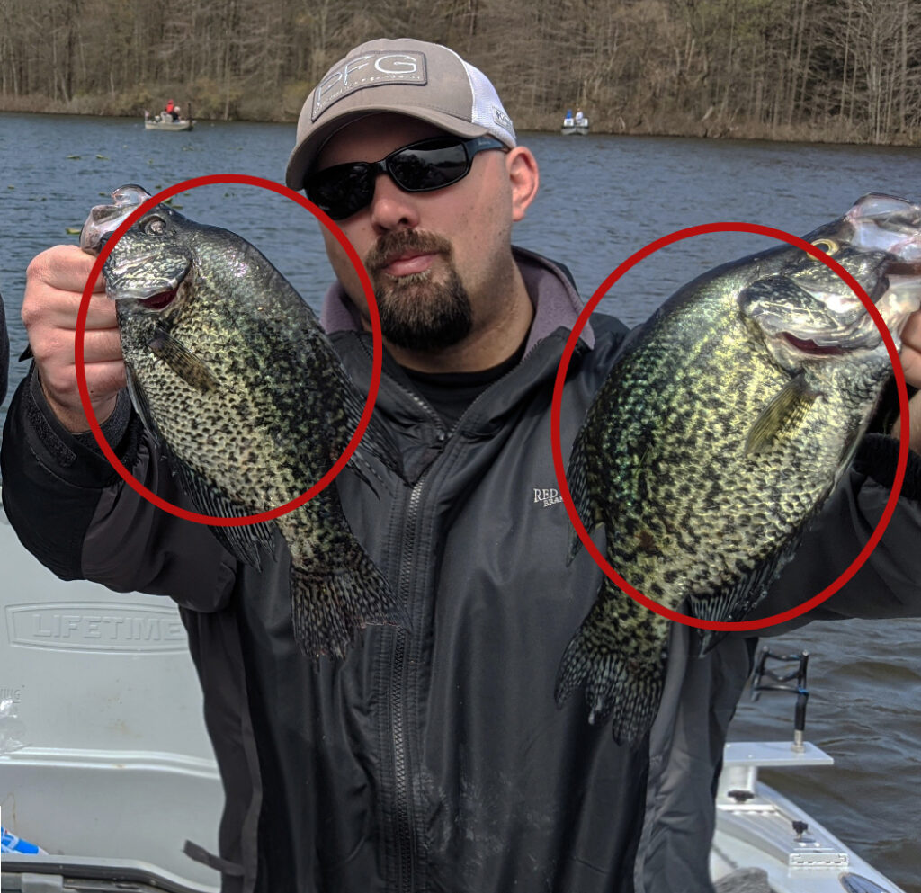 How to Identify a Black Crappie