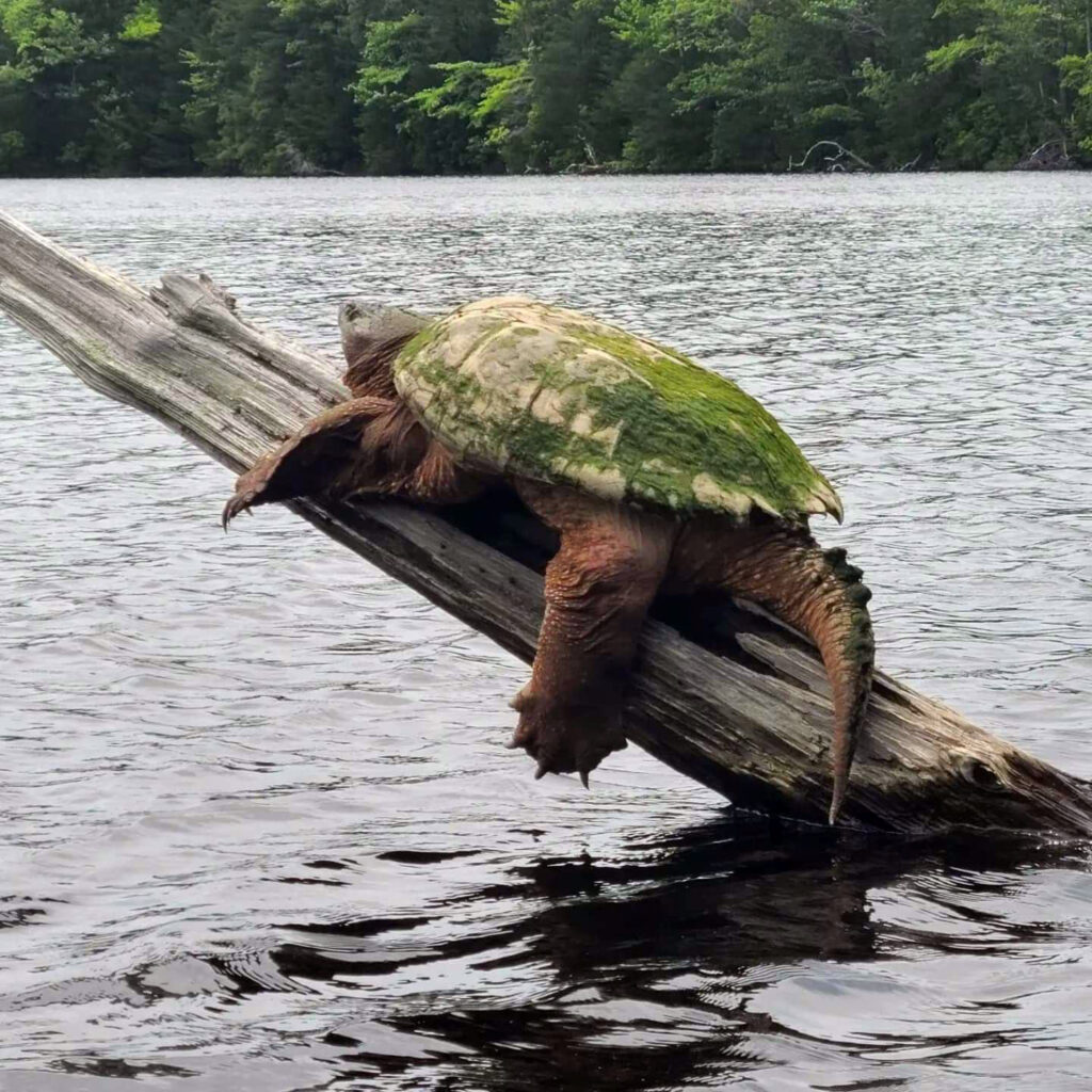 Snapping Turtle in East Bay Pond New Jersey