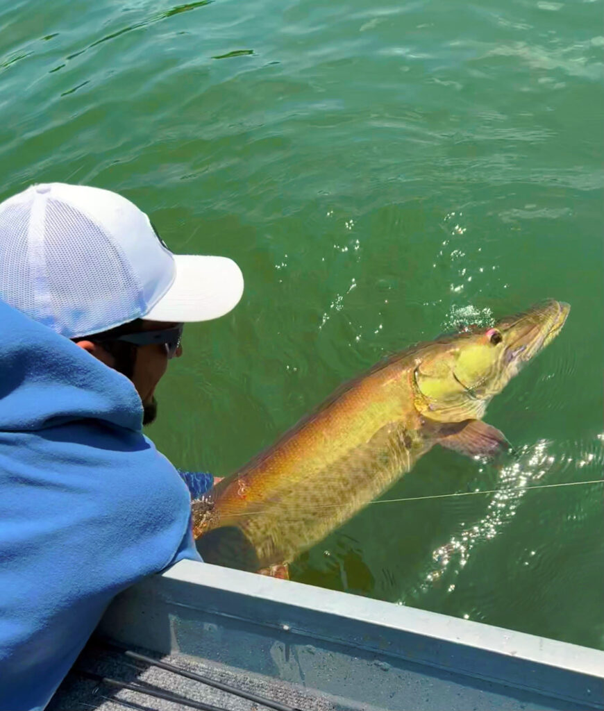 Releasing a Muskie to the Water