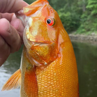 Angler Catches Orange Smallmouth Bass