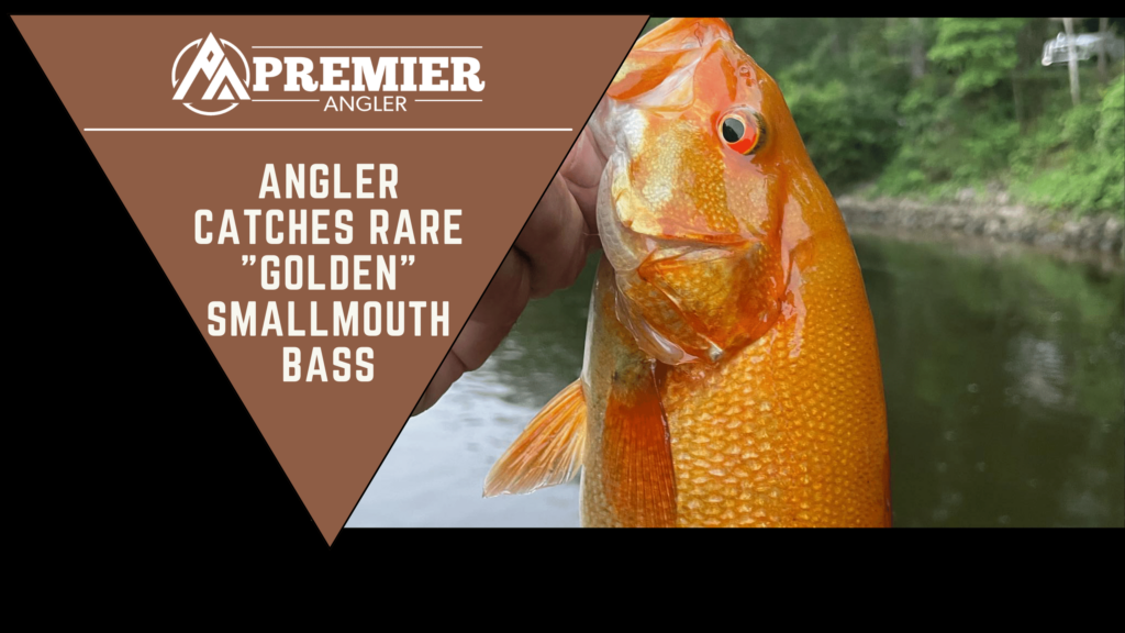 Angler Catches Ultra Rare Smallmouth Bass
