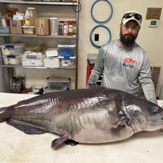 Micka Burkhart Tennessee State Record Blue Catfish